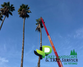 wildamar yucaipa tree and palm tree trimming