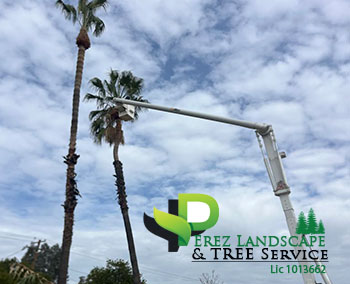 yucaipa corona tree trimming