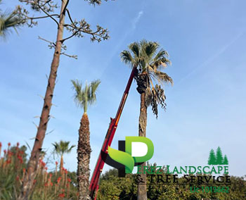 tree triming and cleaups in yucaipa california