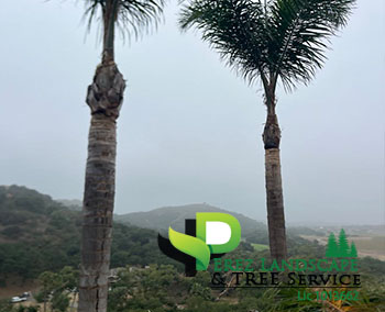 Tree trimming in yucaipa california and corona
