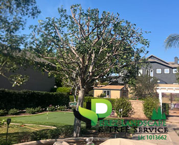tree trimming in yucaiba corona wildomar california