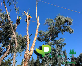 Tree trimming in yucaipa california and corona