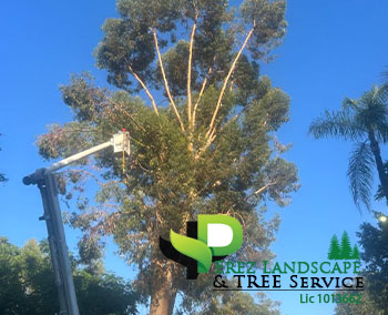 Tree trimming in yucaipa california and corona