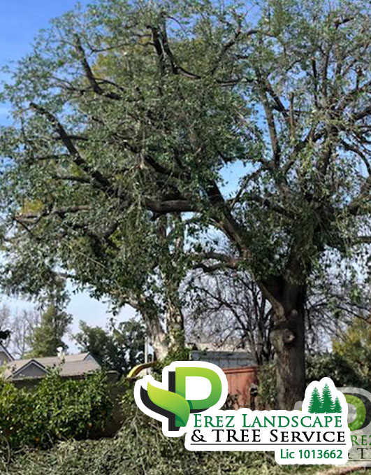  tree care and maintenance in riverside ca