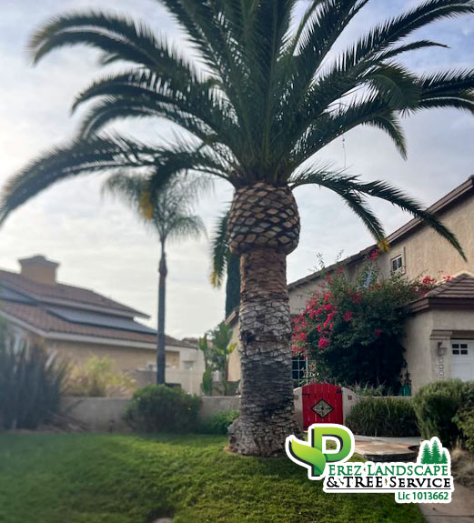 Tree trimming in yucaipa california and corona